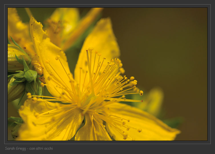 Hypericum perforatum / Erba di San Giovanni