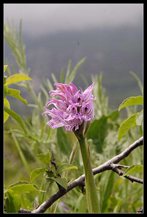 Orchis purpurea, Orchis tridentata, Orchis morio