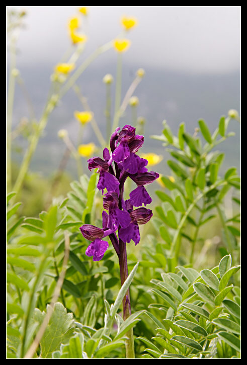 Orchis purpurea, Orchis tridentata, Orchis morio