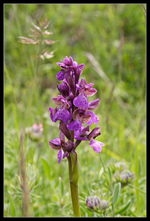 Orchis purpurea, Orchis tridentata, Orchis morio