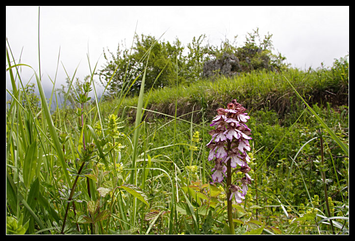 Orchis purpurea, Orchis tridentata, Orchis morio