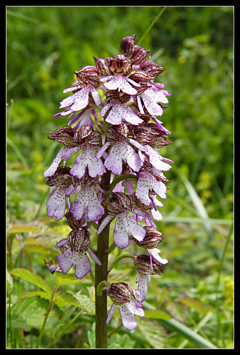 Orchis purpurea, Orchis tridentata, Orchis morio