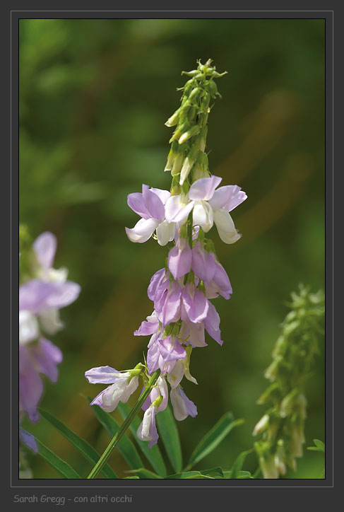 Vicia sp. e Galega officinalis