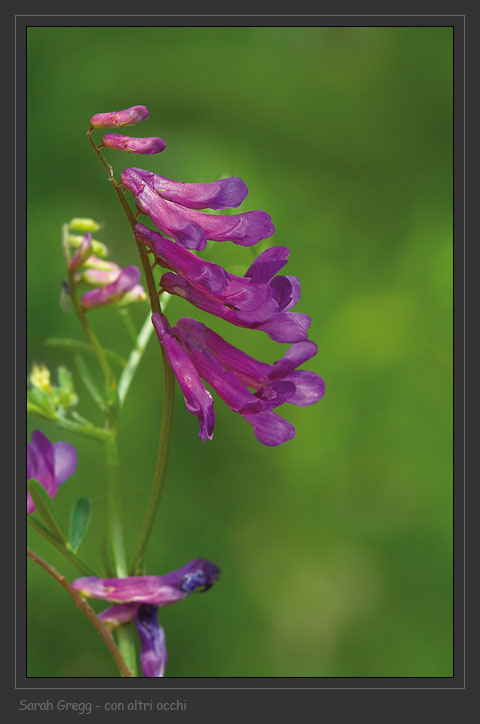 Vicia sp. e Galega officinalis