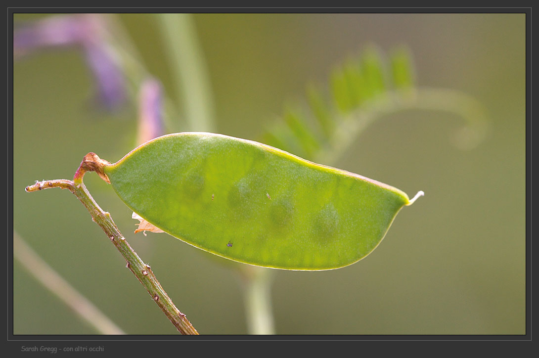 Vicia sp. e Galega officinalis