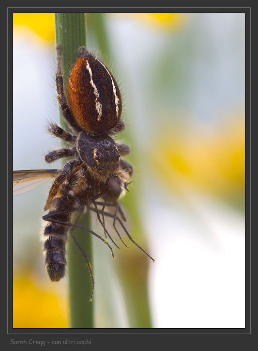 Salticidae elegante