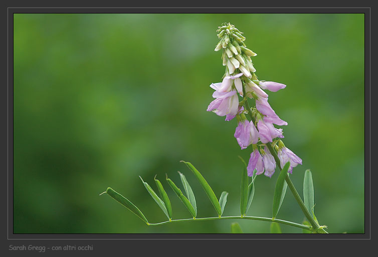 Vicia sp. e Galega officinalis