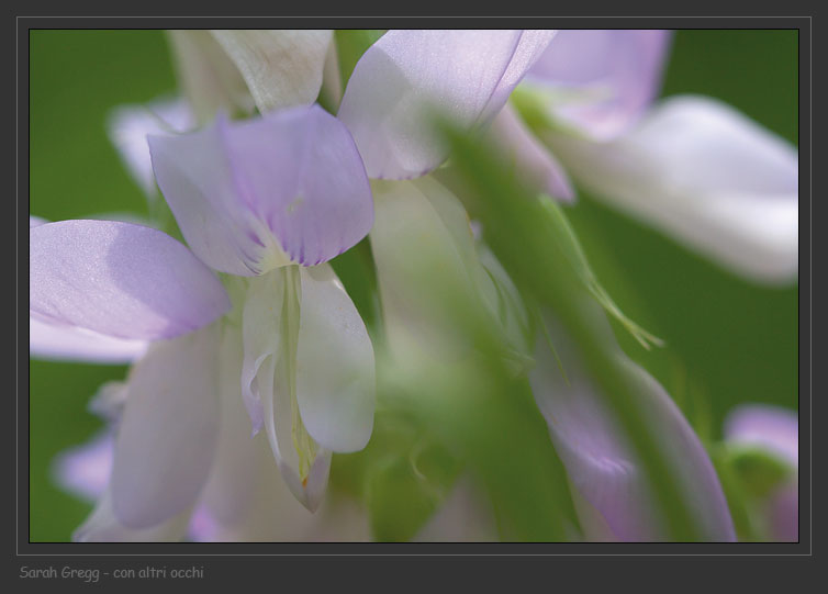 Vicia sp. e Galega officinalis