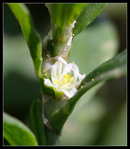 Polygonum aviculare