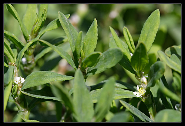 Polygonum aviculare