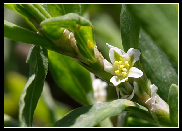 Polygonum aviculare