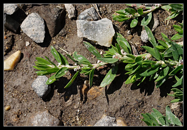 Polygonum aviculare