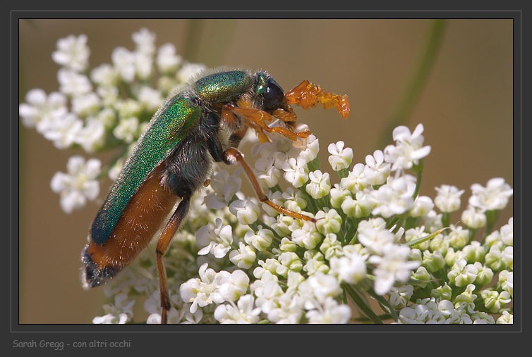 Coleoptera bello e bizzarro: Cerocoma schreberi (Meloidae)