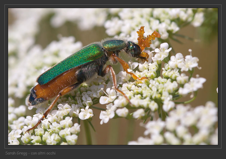 Coleoptera bello e bizzarro: Cerocoma schreberi (Meloidae)