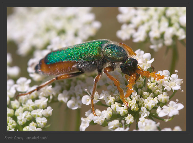 Coleoptera bello e bizzarro: Cerocoma schreberi (Meloidae)