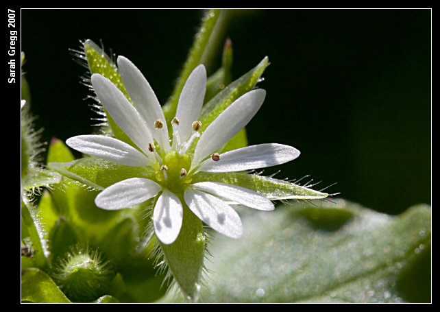 Stellaria media / Centocchio