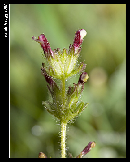Parentucellia latifolia / Perlina rossiccia
