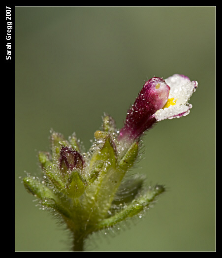 Parentucellia latifolia / Perlina rossiccia