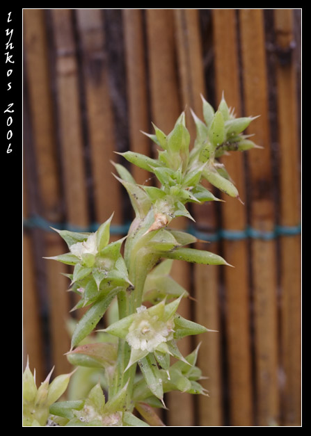 Salsola kali  / Erba cali