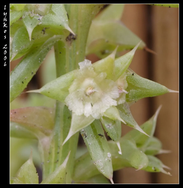 Salsola kali  / Erba cali