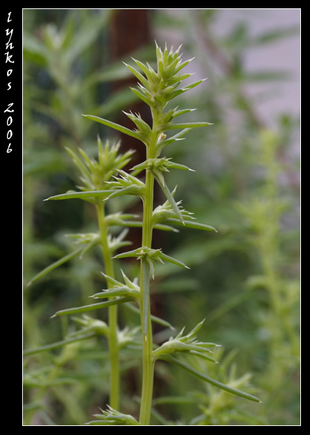 Salsola kali  / Erba cali