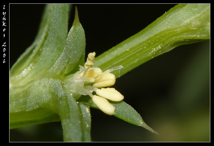 Salsola kali  / Erba cali