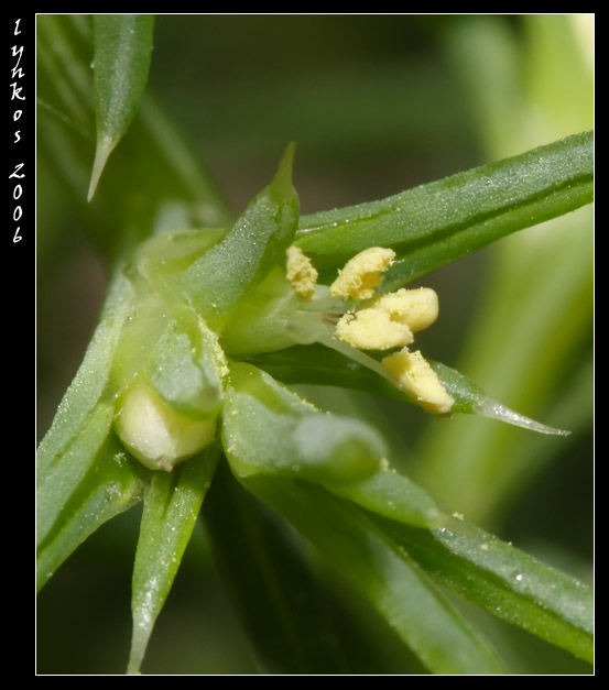 Salsola kali  / Erba cali