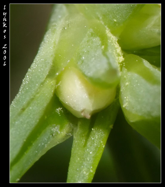 Salsola kali  / Erba cali