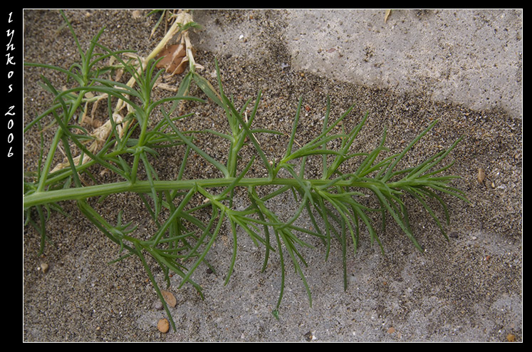 Salsola kali  / Erba cali