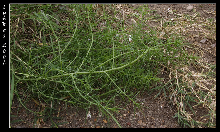 Salsola kali  / Erba cali