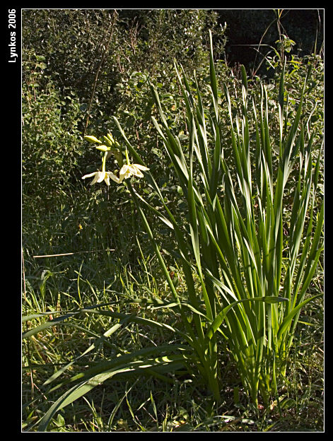 Due narcissus invernali - N. papyraceus e N. tazetta