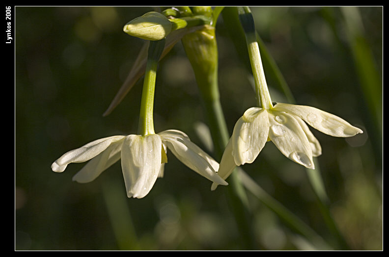 Due narcissus invernali - N. papyraceus e N. tazetta