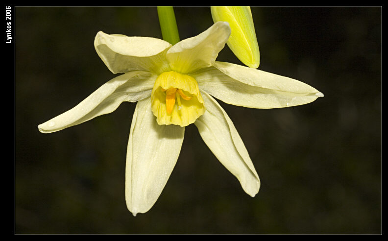 Due narcissus invernali - N. papyraceus e N. tazetta