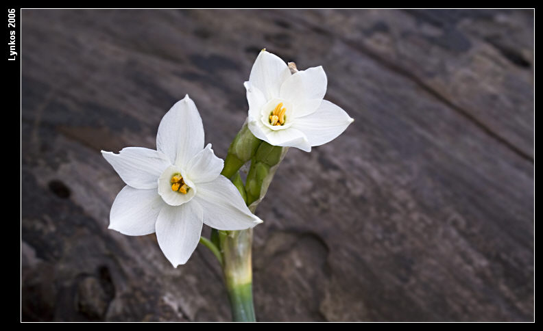 Due narcissus invernali - N. papyraceus e N. tazetta