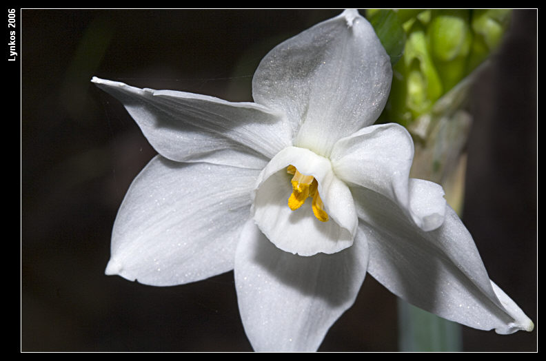 Due narcissus invernali - N. papyraceus e N. tazetta