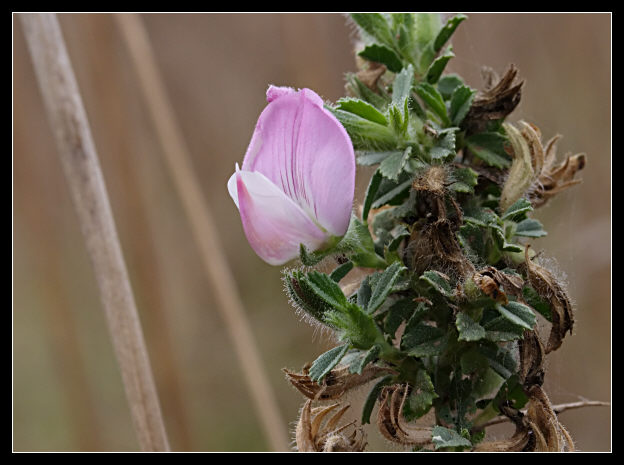 Ononis spinosa / Ononide spinosa