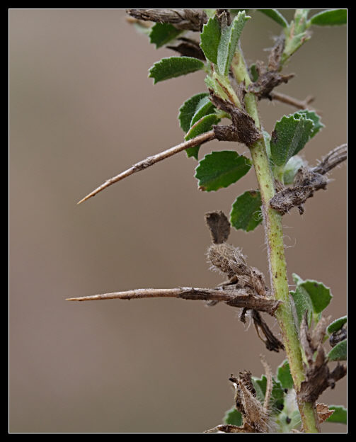 Ononis spinosa / Ononide spinosa