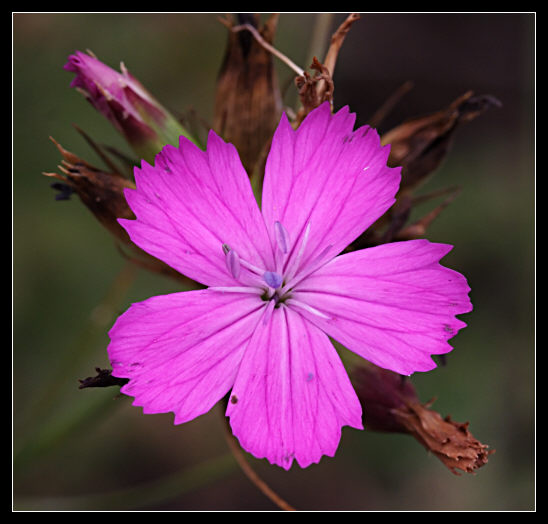 Il colore che sopravvive... Dianthus balbisii