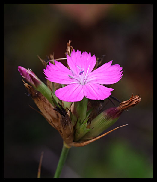 Il colore che sopravvive... Dianthus balbisii