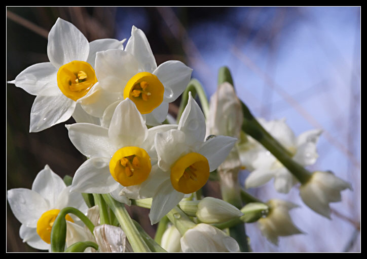 Narcissus papyraceus / Narciso papiraceo