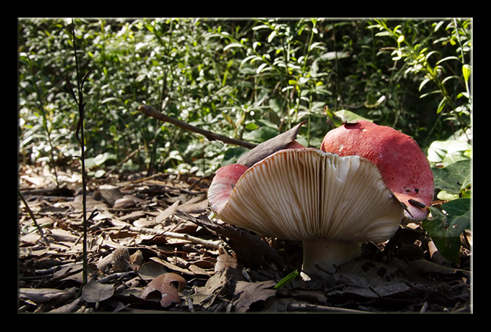 A spasso nel bosco 3