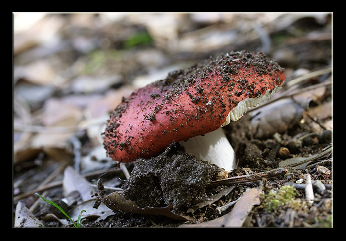 A spasso nel bosco 3