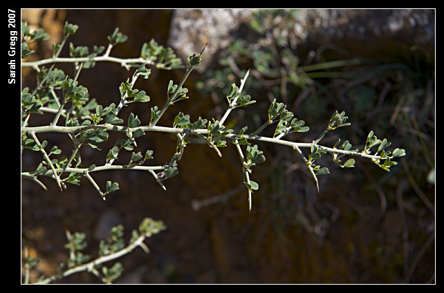 Genista spinosa? No Calicotome