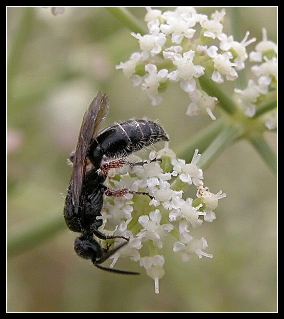 Seseli tortuosum / Finocchiella mediterranea