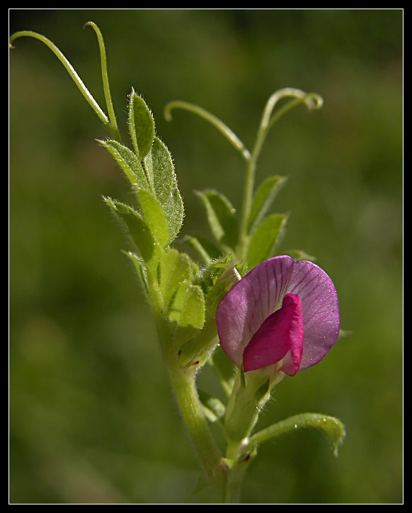 Vicia sativa e Lathyrus sp.