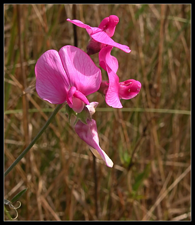 Vicia sativa e Lathyrus sp.