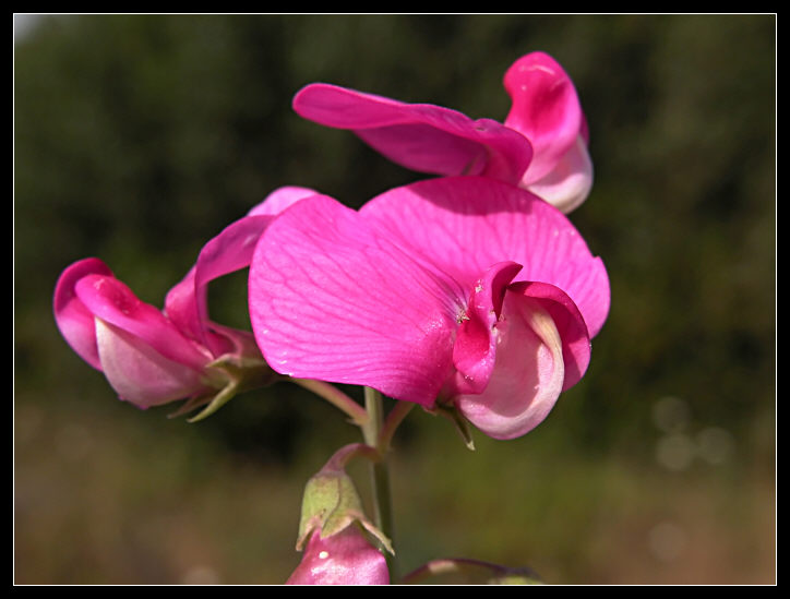 Vicia sativa e Lathyrus sp.