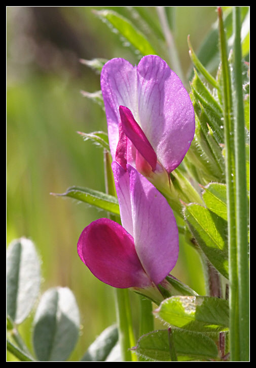 Vicia sativa e Lathyrus sp.