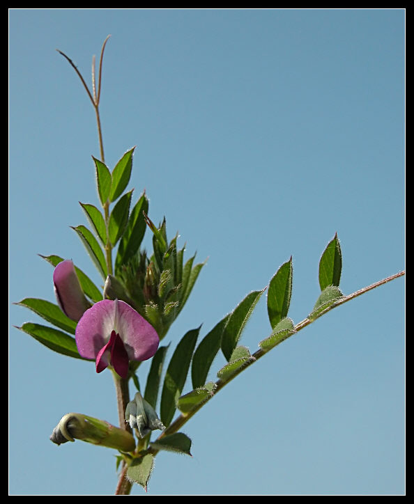 Vicia sativa e Lathyrus sp.