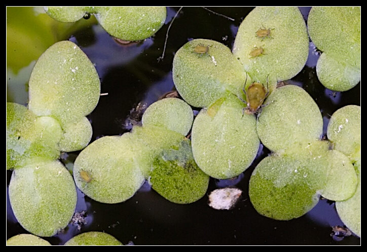 Passeggeri (Afidi su lenticchie d''acqua)